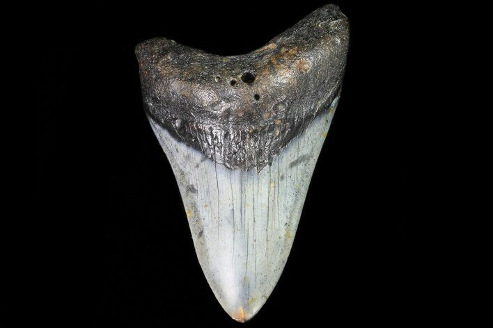 Bargain, Megalodon Tooth - North Carolina #80849